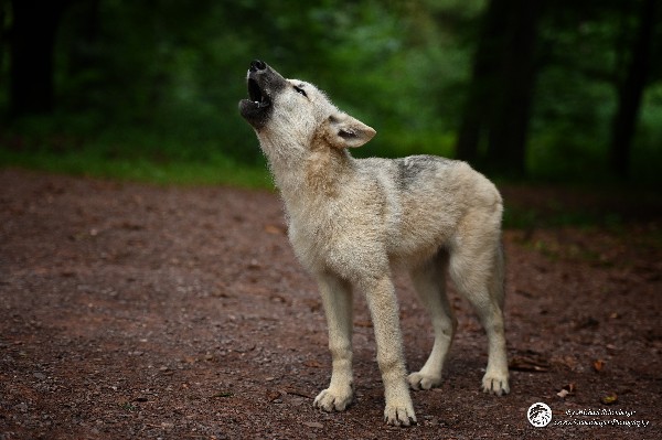 Polarwölfe Arctic wolves Anyu Nova Yuki